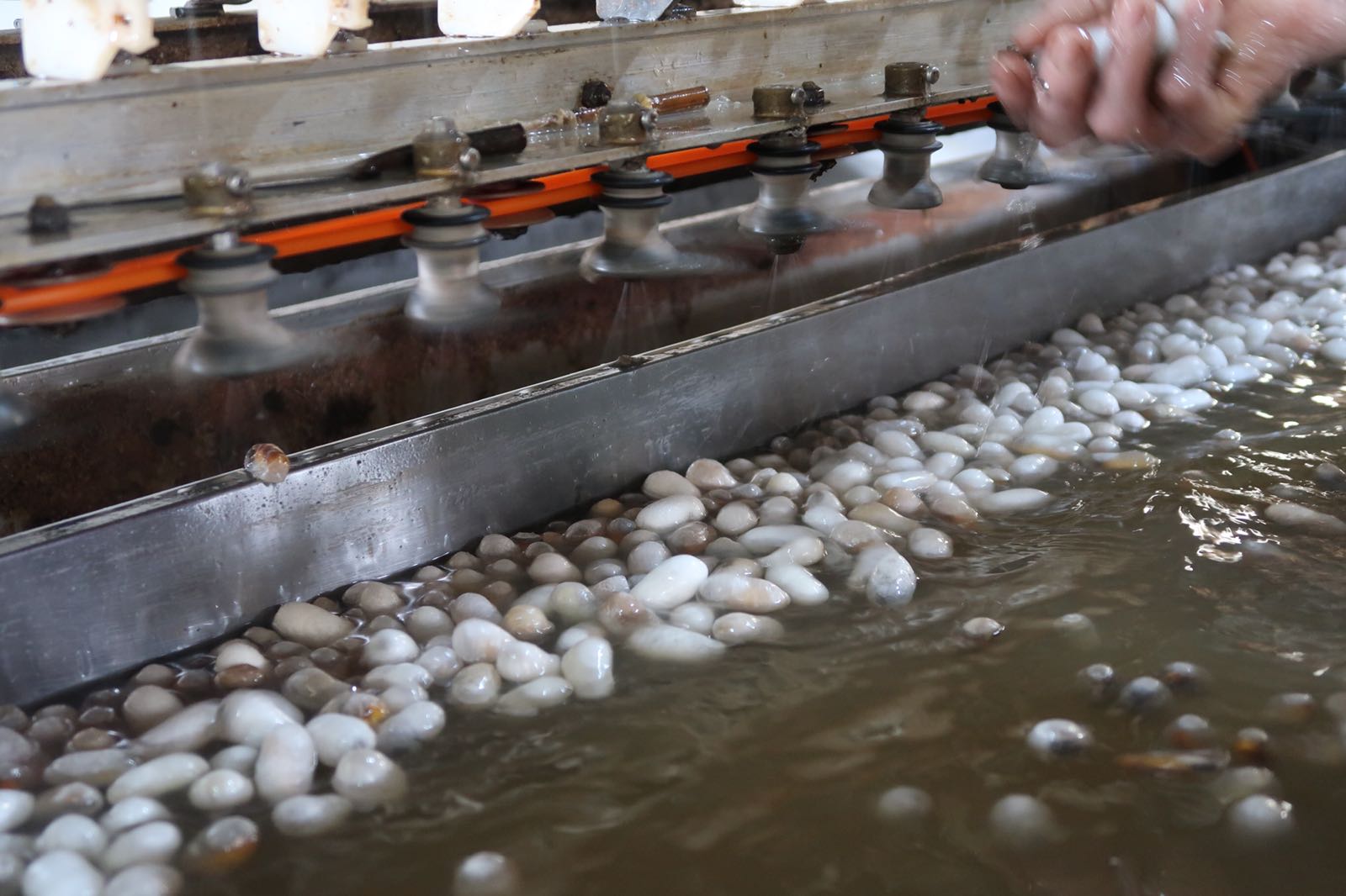 Trekking the Silk Road: Unveiling the Silkworm's Secret in our Silk Factory Tours