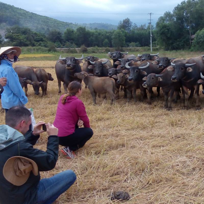 Hoi An countryside tour on Motorbike: Escape to Nature's Embrace